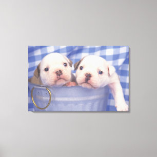 Die Bulldogge, häufig genannt die englische Leinwanddruck