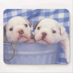 Die Bulldogge, häufig genannt die englische Mousepad