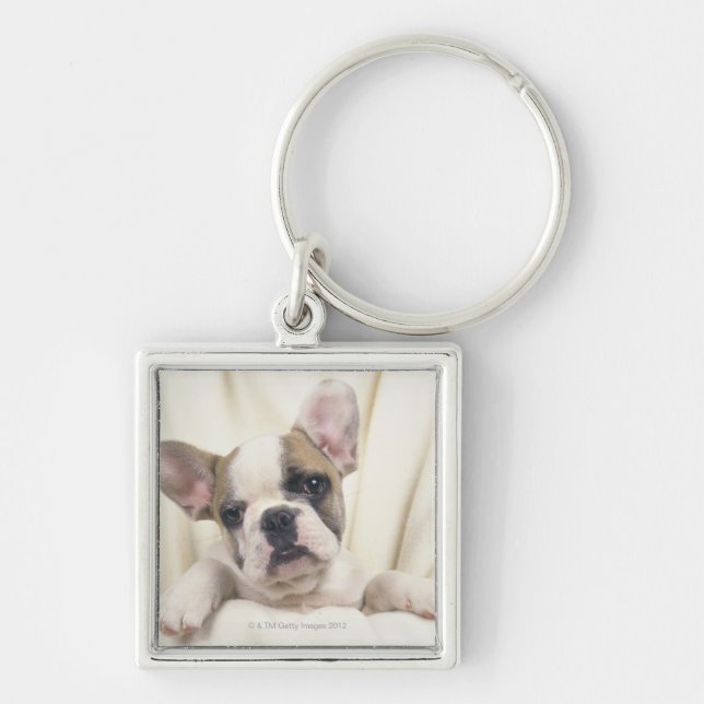 Die Bulldogge, häufig genannt die englische Schlüsselanhänger (Vorne)