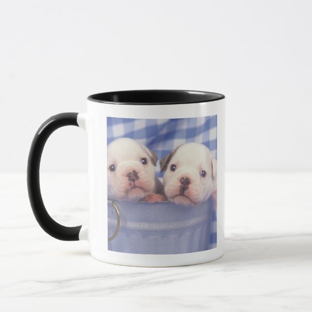 Die Bulldogge, häufig genannt die englische Tasse (Links)