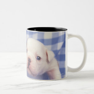 Die Bulldogge, häufig genannt die englische Zweifarbige Tasse