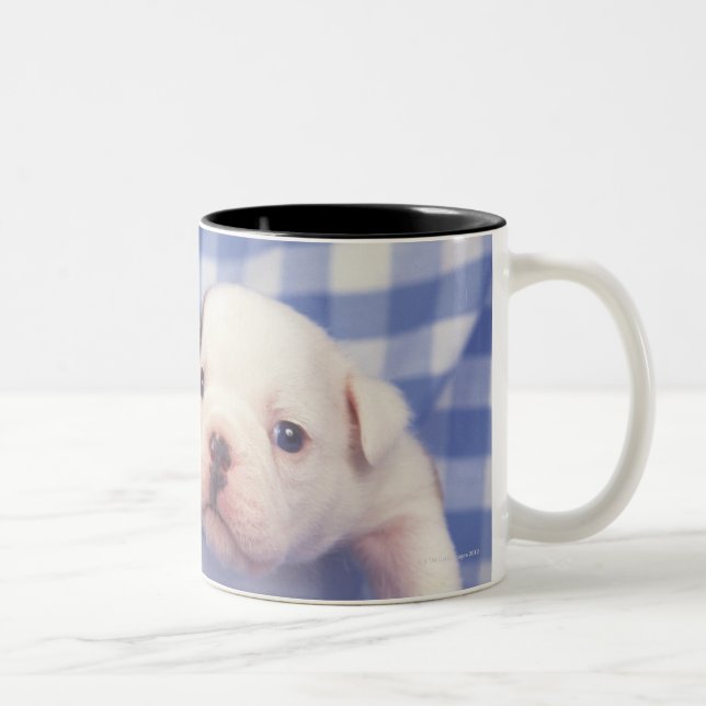 Die Bulldogge, häufig genannt die englische Zweifarbige Tasse (Rechts)