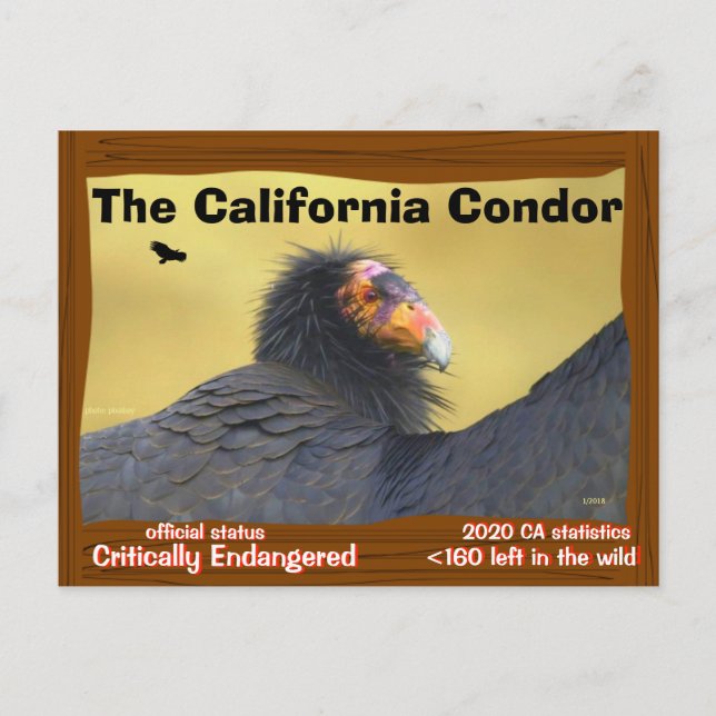 Die California Condor ist ein großartiger Vogel -2 Postkarte (Vorderseite)