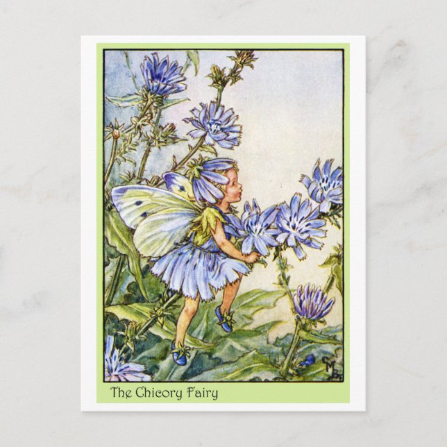Die Chicoroer Fairy Postkarte (Vorderseite)