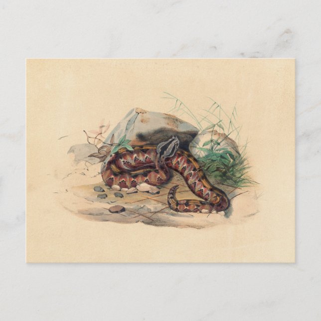 Die Clotho von Joseph Wolf Postkarte (Vorderseite)