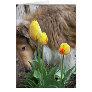 Die Collie und die Tulpen