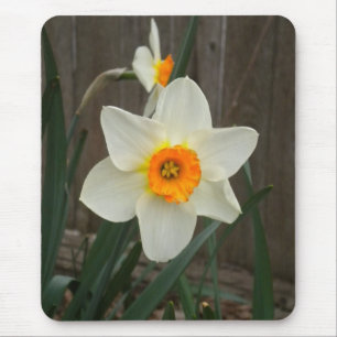 Die Daffodien-Maus-Pad Mousepad