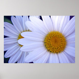 Die Daisies - 20 x 30 Poster