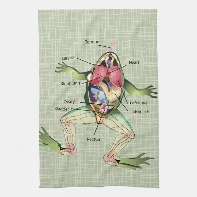 Die Die Anatomie-Illustration des Frosches Küchentuch (Vertikal)