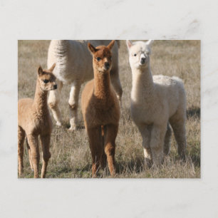 Die drei Amigos im Alpaca-Stil Postkarte