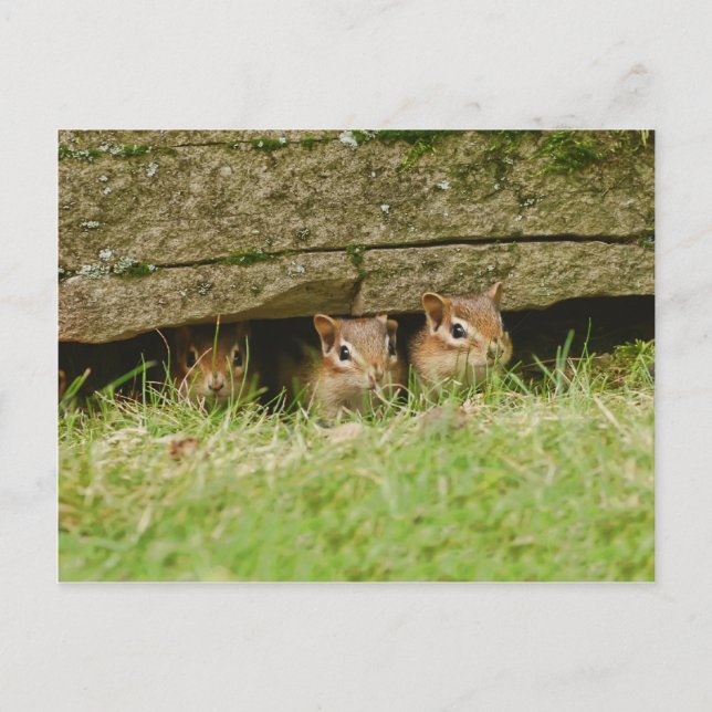 die drei Amigos Postkarte (Vorderseite)