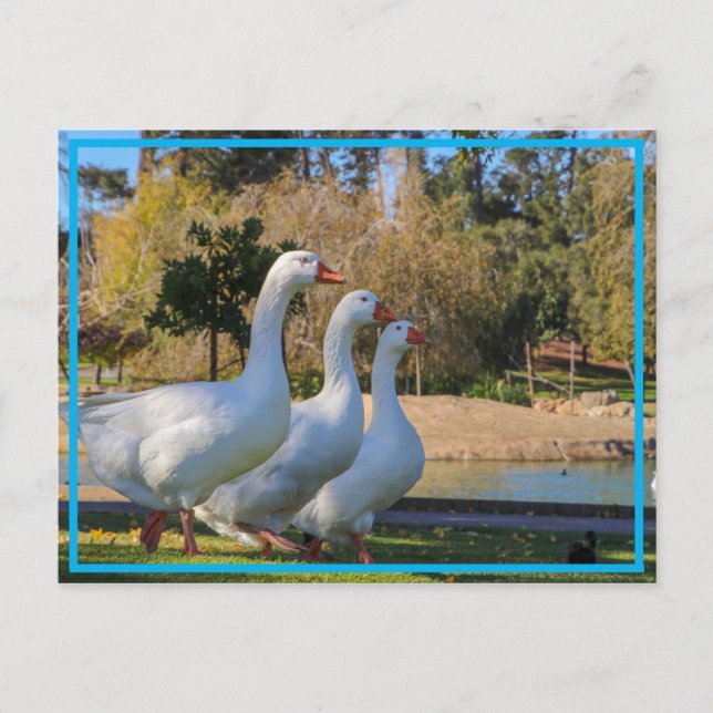 Die drei Stooges Postkarte (Vorderseite)