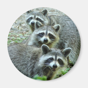 Die drei Waschbären Magnet
