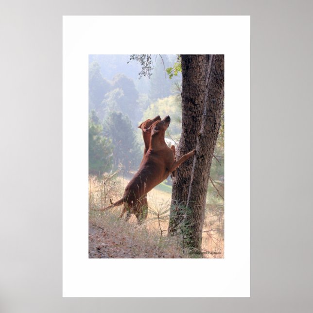 Die Eichhörnchenjagd Poster (Vorne)
