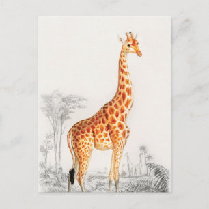Die elegante Giraffe Postkarte