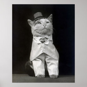 Die elegante Katze, 1906. Vintage-Foto Poster