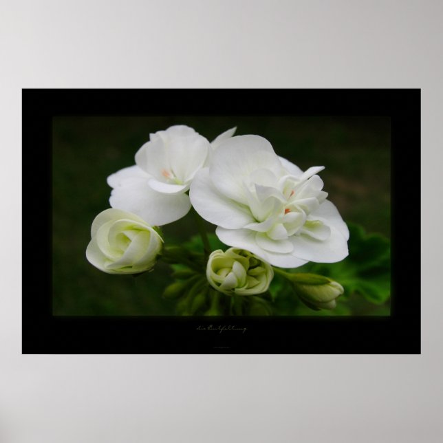 die Entfaltung Poster (Vorne)