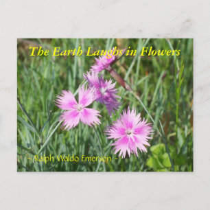 DIE ERDLAGE IN BLUME - DIANTHUS POSTKARTE
