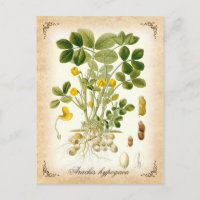 Die Erdnuss-Pflanze - Vintage Abbildung