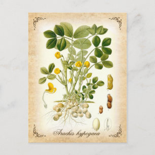 Die Erdnuss-Pflanze - Vintage-Illustration Postkarte