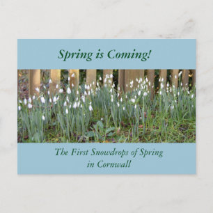 Die ersten Snowdrops des Frühlings in Cornwall Postkarte