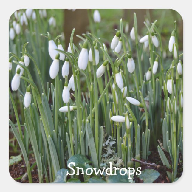 Die ersten Snowdrops des Frühlings in Cornwall Quadratischer Aufkleber (Vorderseite)