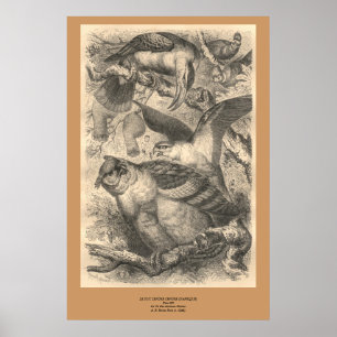 Die Eulen Poster
