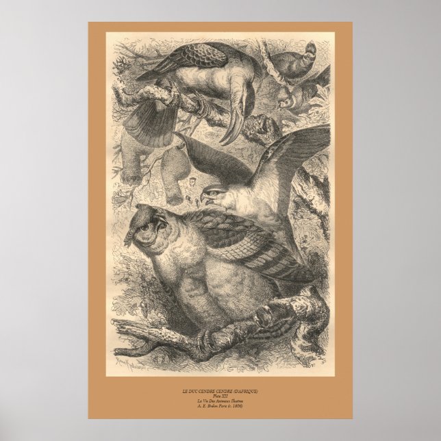 Die Eulen Poster (Vorne)
