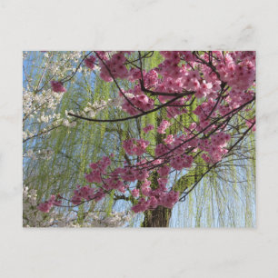 Die Farben des Frühlings: Tokio Postkarte