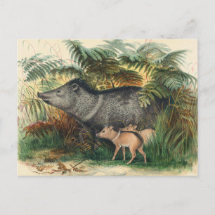 Die farbenfrohe Pekkary von Joseph Wolf Postkarte