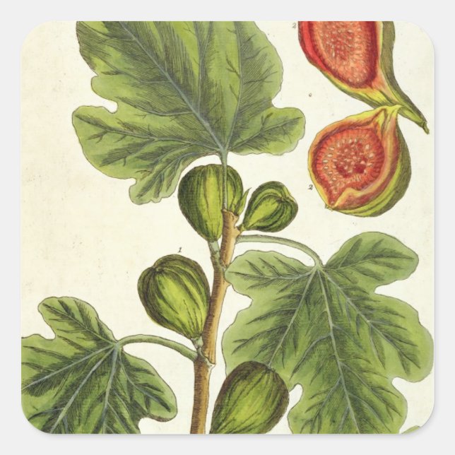 Die Feigenbaum, Platte 125 von "A Curious Herbal", Quadratischer Aufkleber (Vorderseite)
