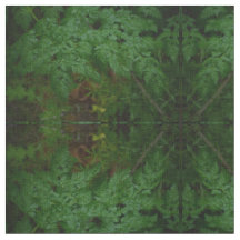 Die Ferns