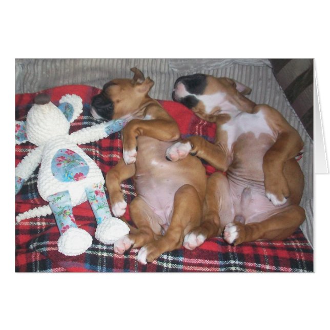 'Die Firma zwei und drei sogar das Better (Vorderseite (Horizontal))