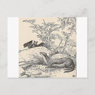 Die Fledermaus und der Nerz Postkarte
