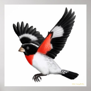 Die fliegende Rose brach das Grosbeak-Poster Poster