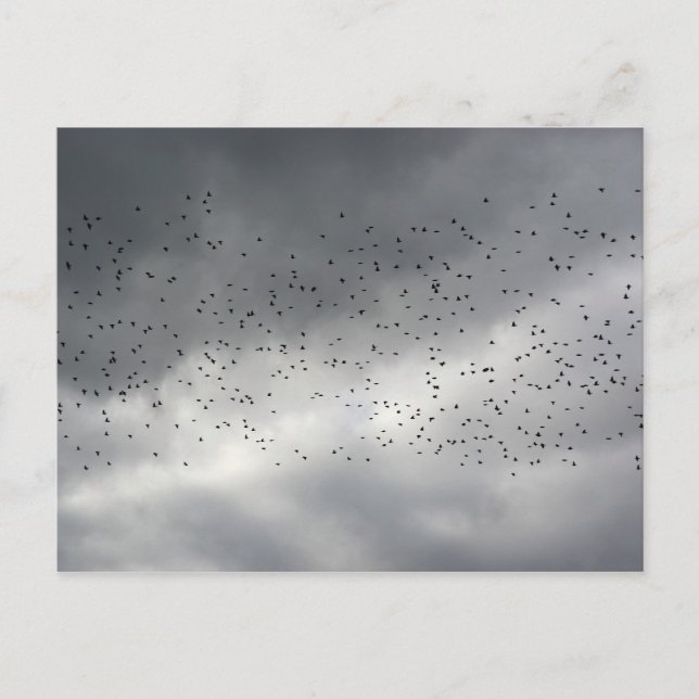 Die Flock-Postkarte Postkarte (Vorderseite)