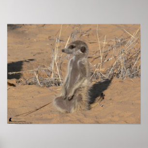 Die Fluffernutter Sammlung - sonnend Poster