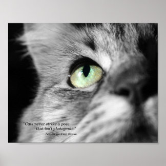 Die fotogene Katze Poster