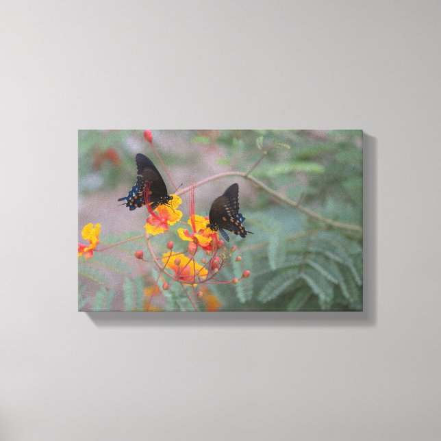 Die Fotografie-Leinwand von Blue Monarch Pair Butt Leinwanddruck (Vorderseite)