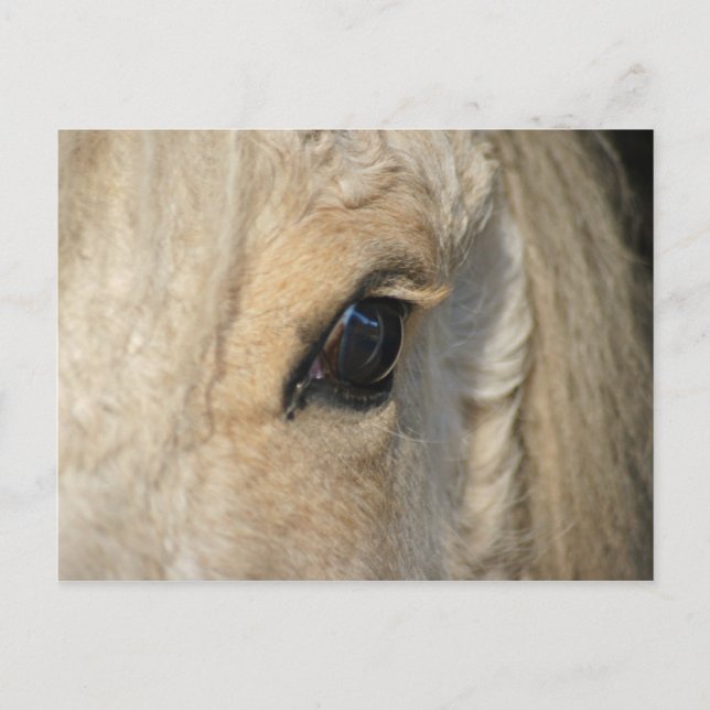 Die Gänge haben es amerikanisches, lockiges Pferd Postkarte (Vorderseite)
