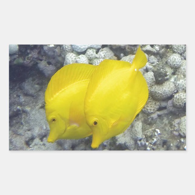 Die gelbe Zangfische Rechteckiger Aufkleber (Vorderseite)