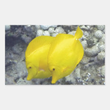 Die gelbe Zangfische