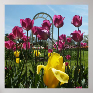 Die gelben und Lila Tulpen Poster