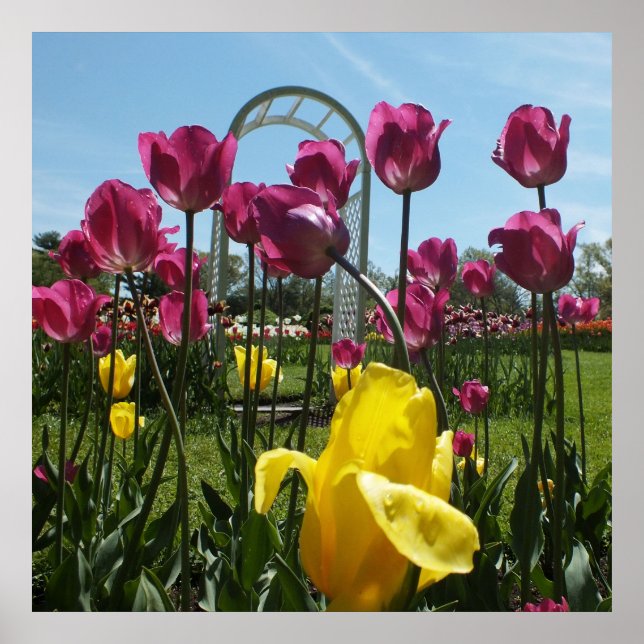 Die gelben und Lila Tulpen Poster (Vorne)