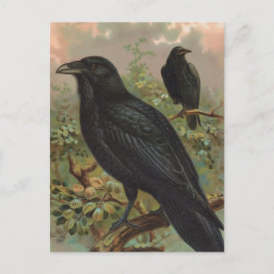 Die gemeinsame Vintage Vogeldarstellung Raven Postkarte