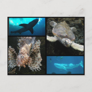 Die Georgia Aquarium Collage Postkarte