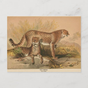 Die Gepard Vintage Zoologische Skizze Postkarte