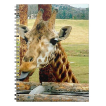 Die Giraffe, die es haftet, ist Zunge-heraus