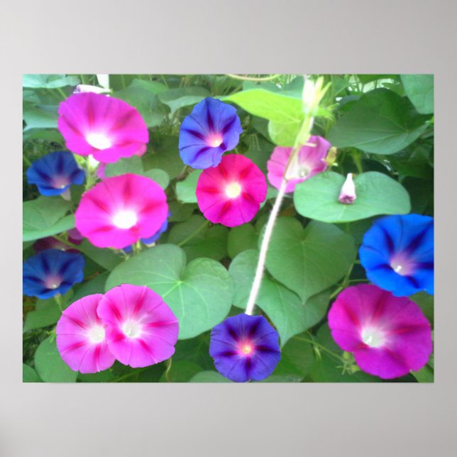 DIE GLORY DER MORGENGLORY POSTER (Vorne)