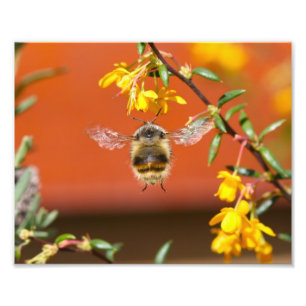 Die glückliche Hummel Fotodruck